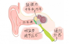 我为什么会“耳闷”？